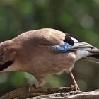 Garrulus glandarius oder Eichelhäher