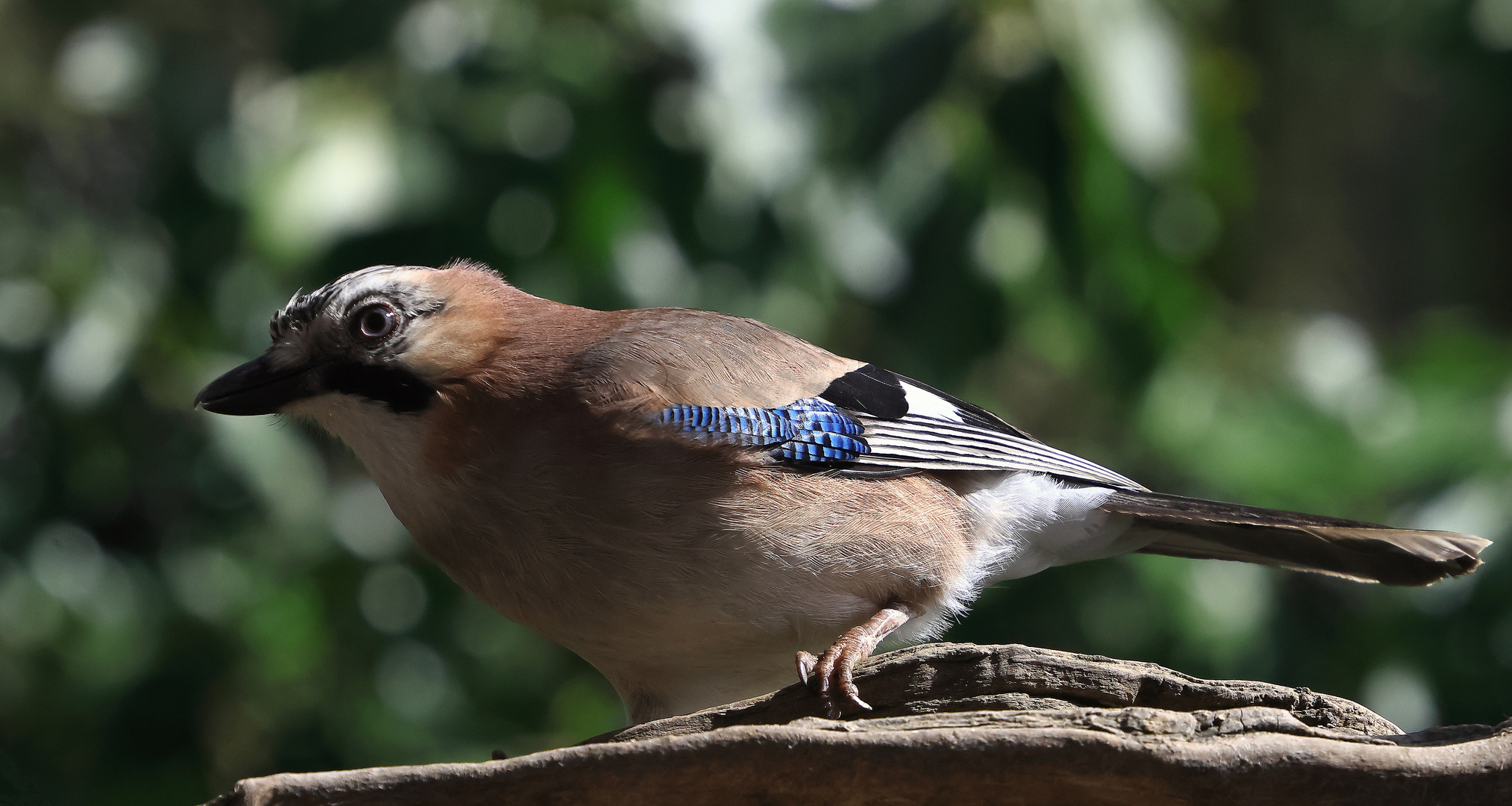 Garrulus glandarius oder Eichelhäher