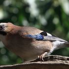 Garrulus glandarius oder Eichelhäher