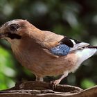 Garrulus glandarius oder Eichelhäher