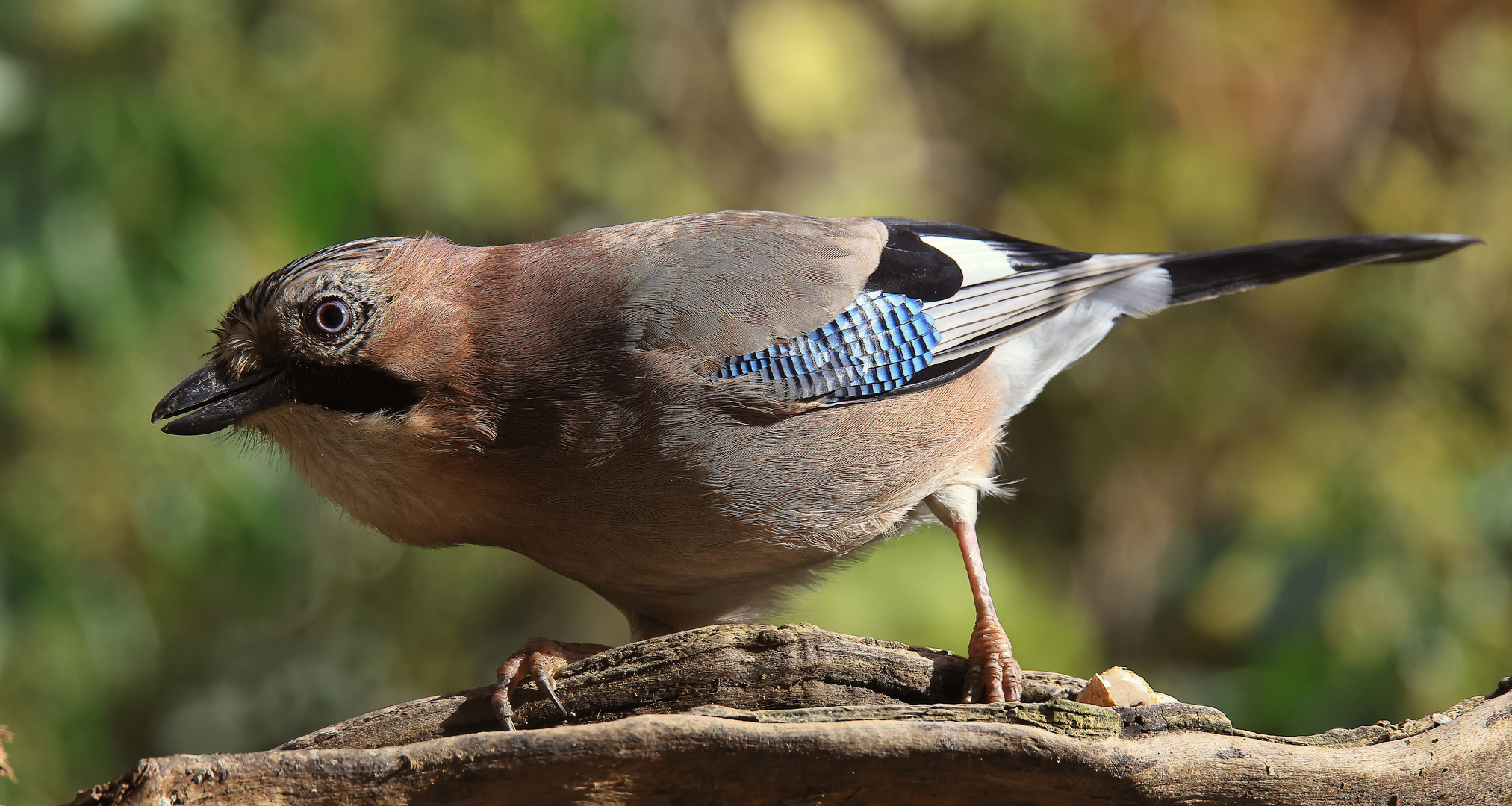 Garrulus glandarius oder Eichelhäher