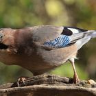 Garrulus glandarius oder Eichelhäher