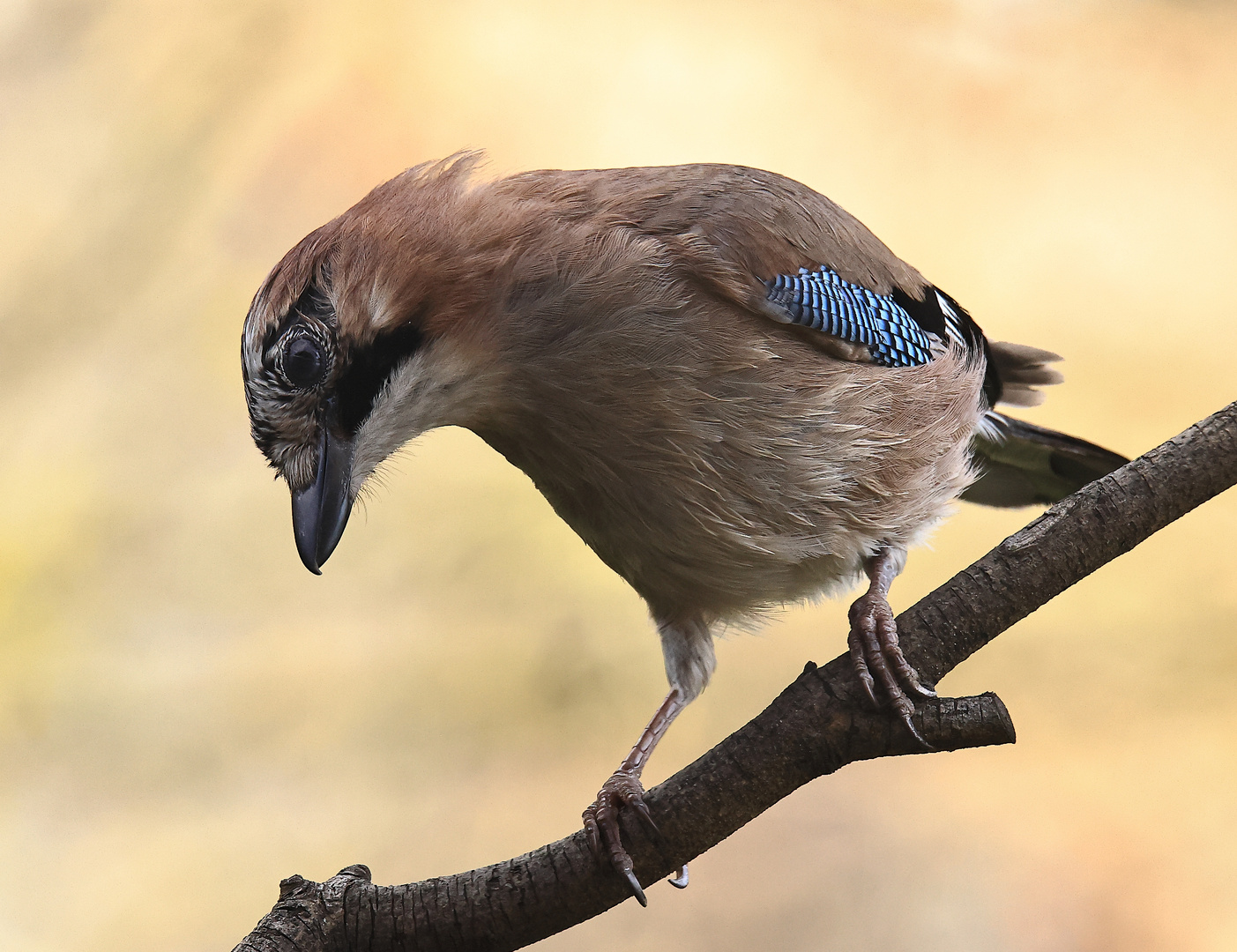 Garrulus glandarius oder Eichelhäher