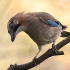 Garrulus glandarius oder Eichelhäher