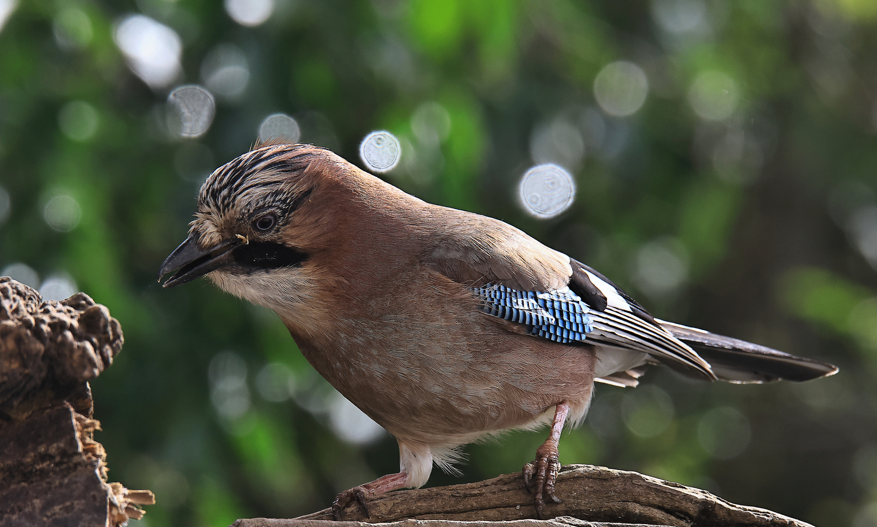 Garrulus glandarius oder Eichelhäher