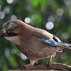 Garrulus glandarius oder Eichelhäher