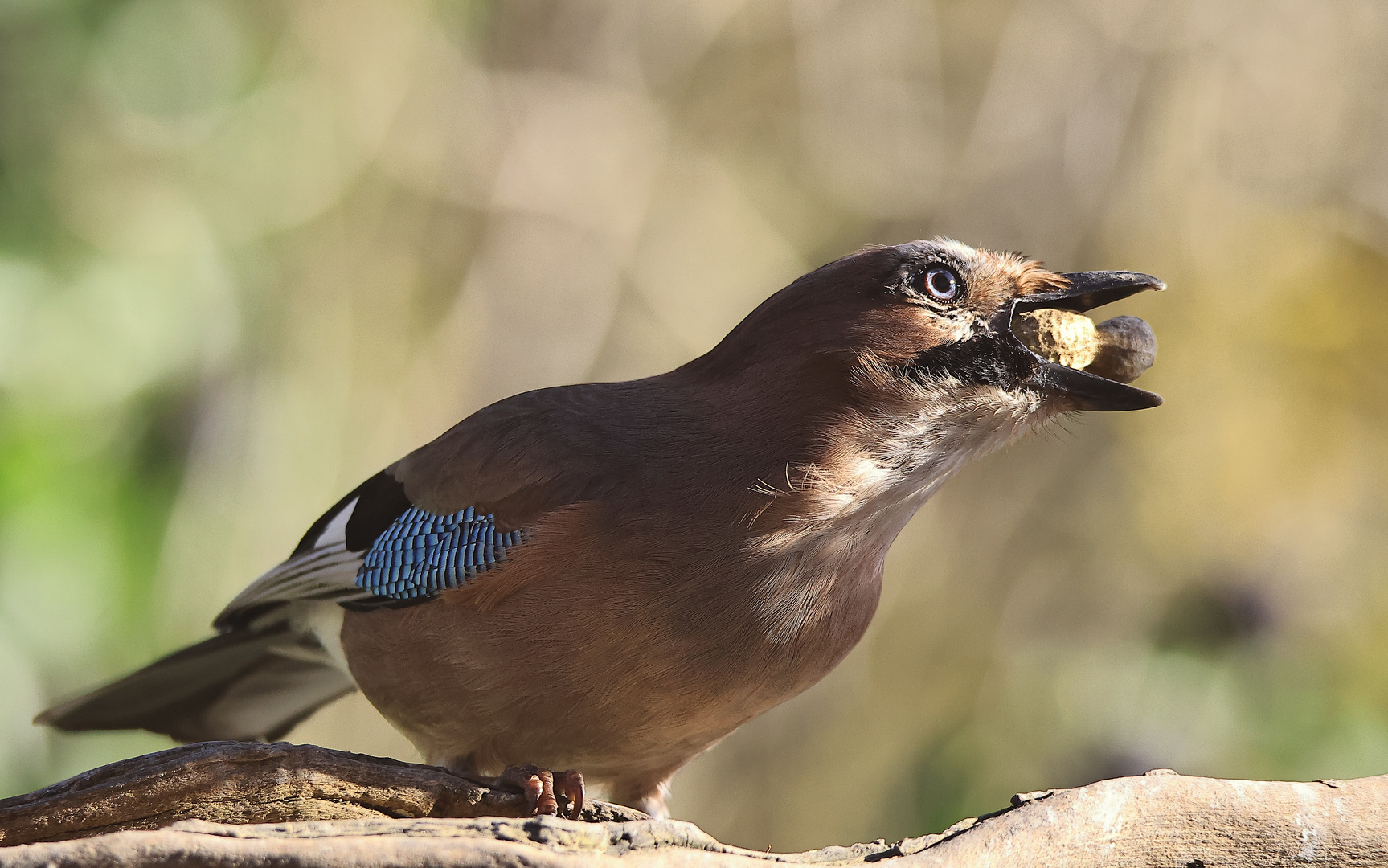 Garrulus glandarius oder Eichelhäher