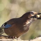 Garrulus glandarius oder Eichelhäher