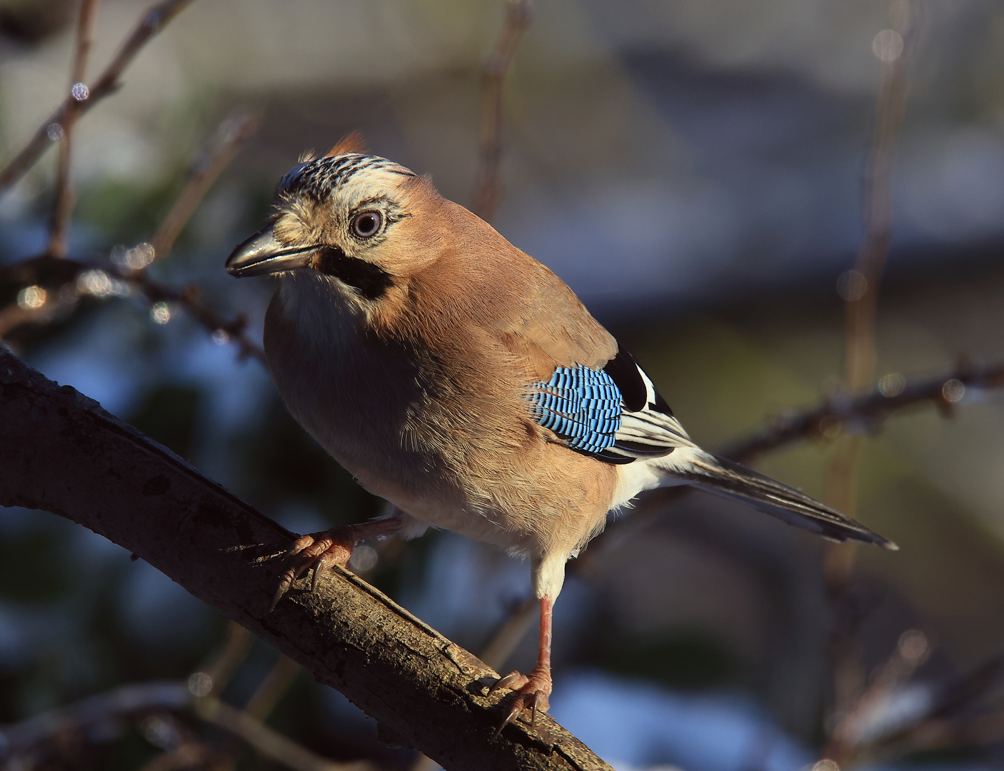 Garrulus glandarius oder Eichelhäher