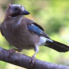 Garrulus glandarius oder Eichelhäher