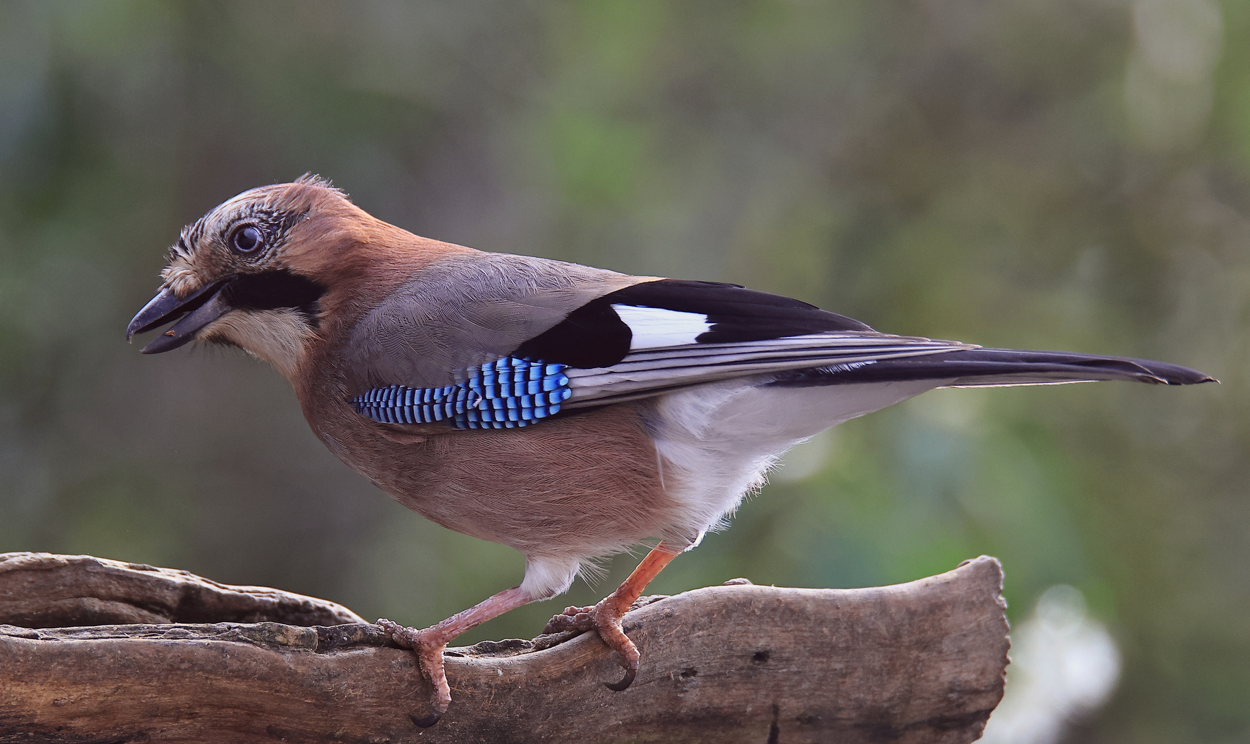 Garrulus glandarius oder Eichelhäher