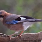 Garrulus glandarius oder Eichelhäher