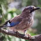 Garrulus glandarius oder Eichelhäher