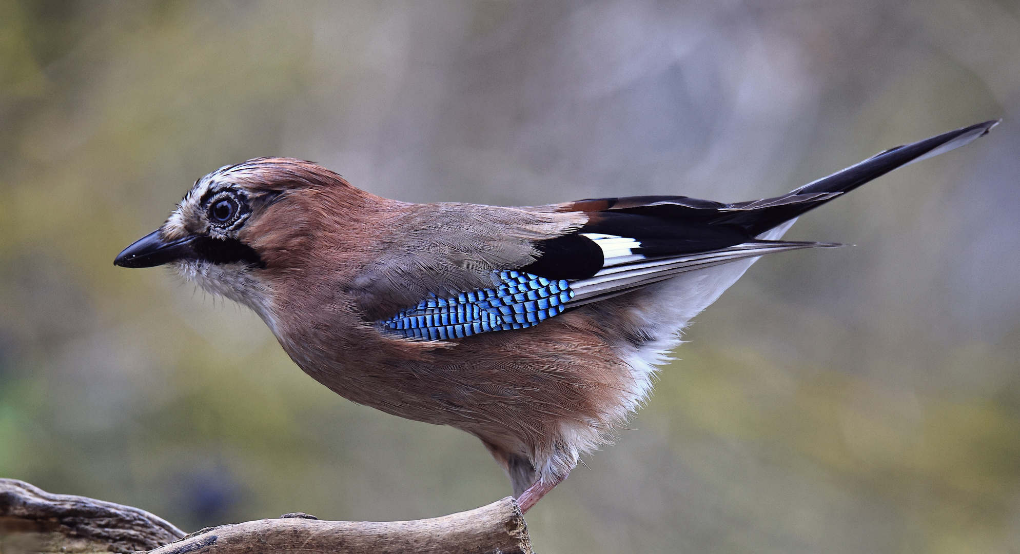 Garrulus glandarius oder Eichelhäher