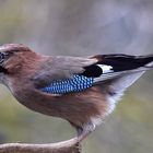 Garrulus glandarius oder Eichelhäher