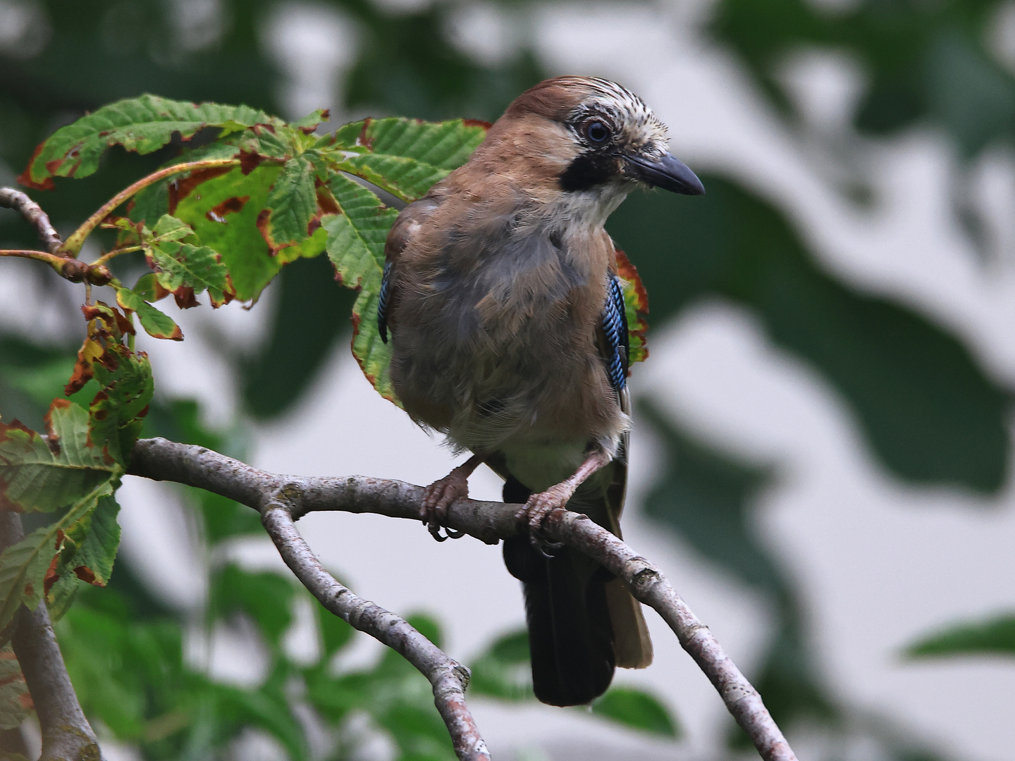 Garrulus glandarius oder Eichelhäher