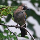 Garrulus glandarius oder Eichelhäher