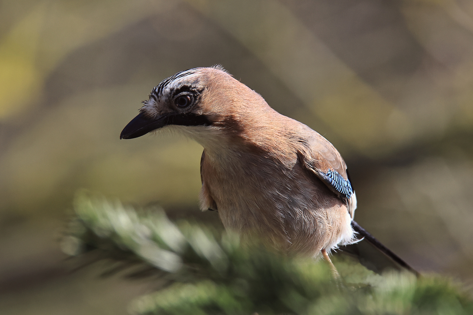 Garrulus glandarius oder Eichelhäher