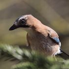 Garrulus glandarius oder Eichelhäher