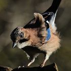 Garrulus glandarius oder Eichelhäher