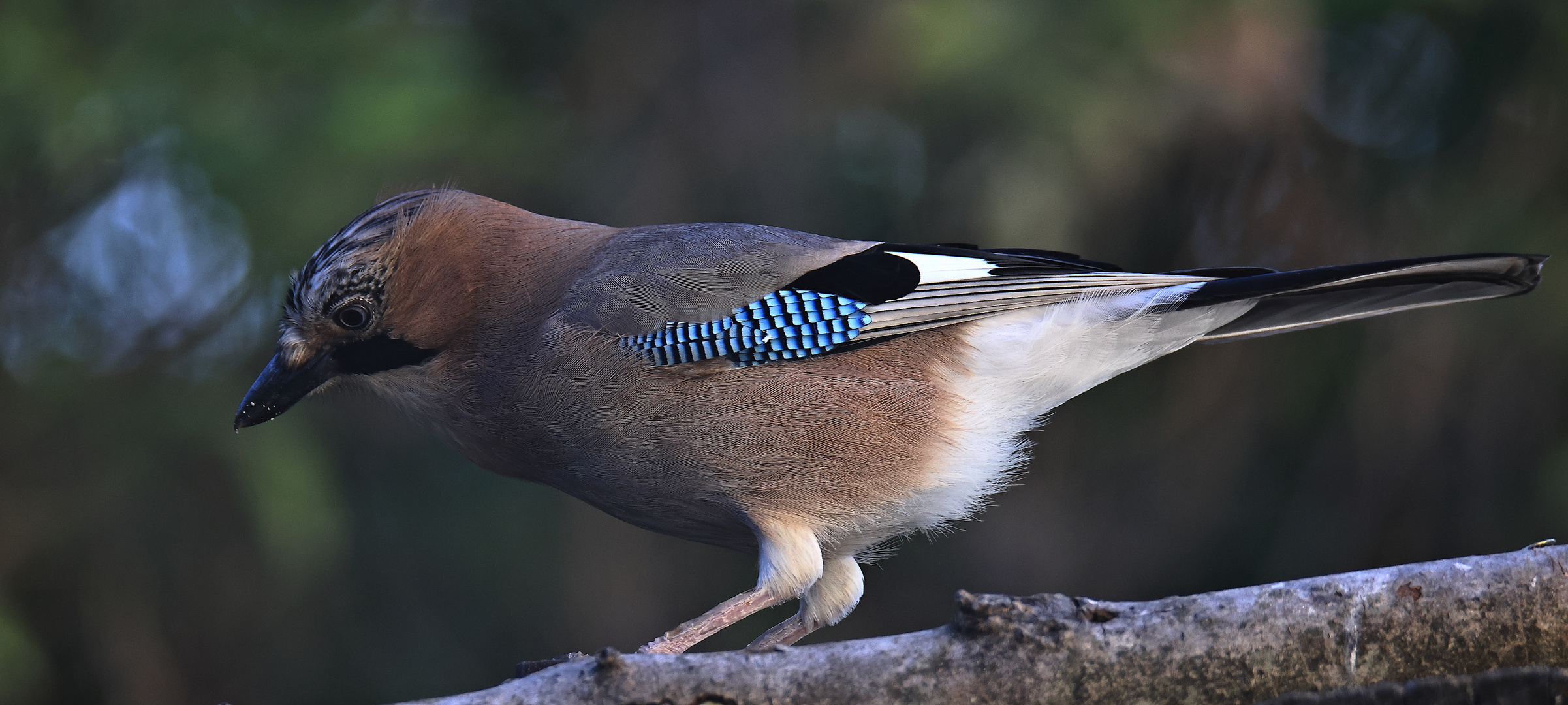 Garrulus glandarius oder Eichelhäher