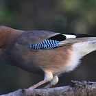 Garrulus glandarius oder Eichelhäher