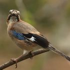 Garrulus glandarius oder Eichelhäher