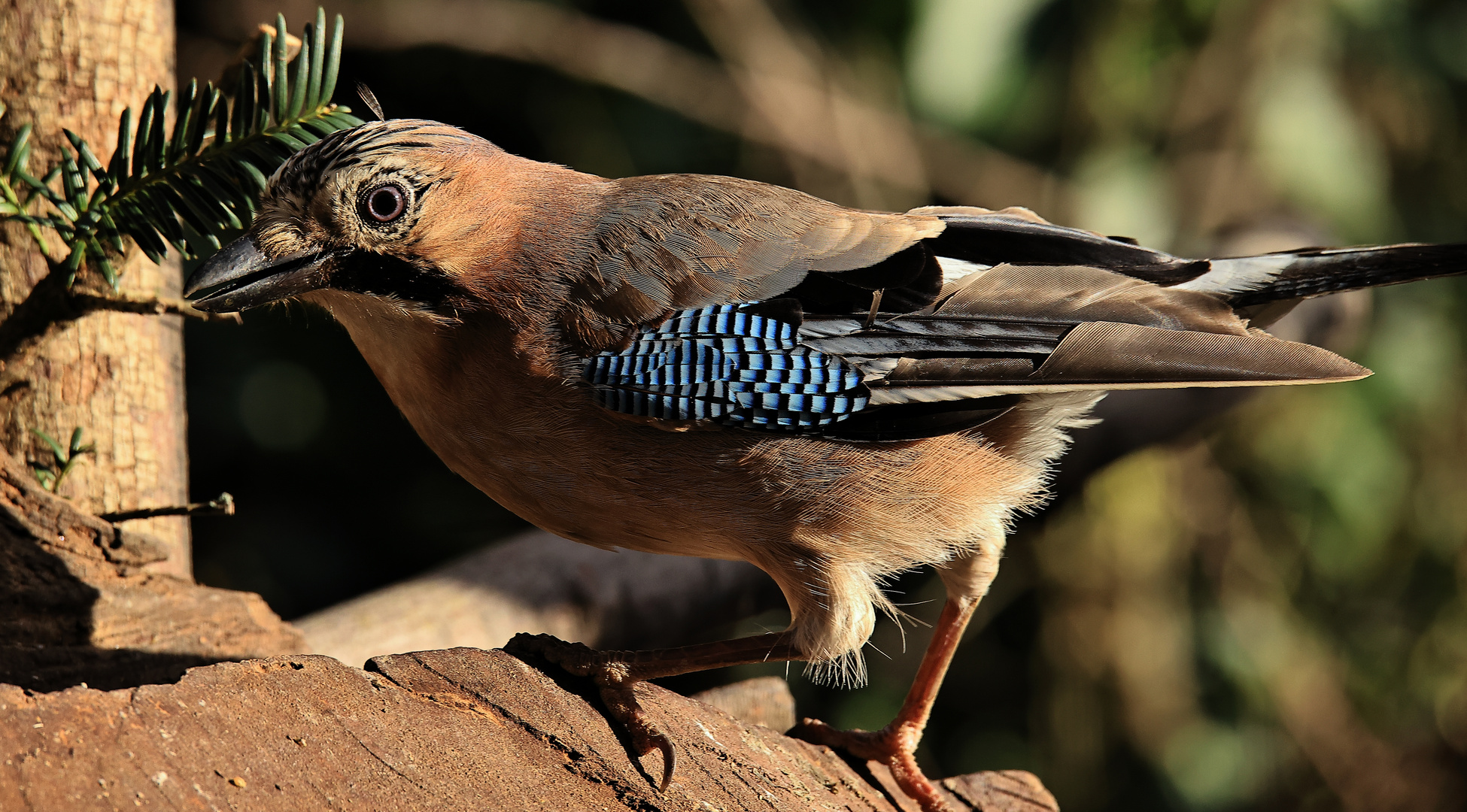 Garrulus glandarius oder Eichelhäher