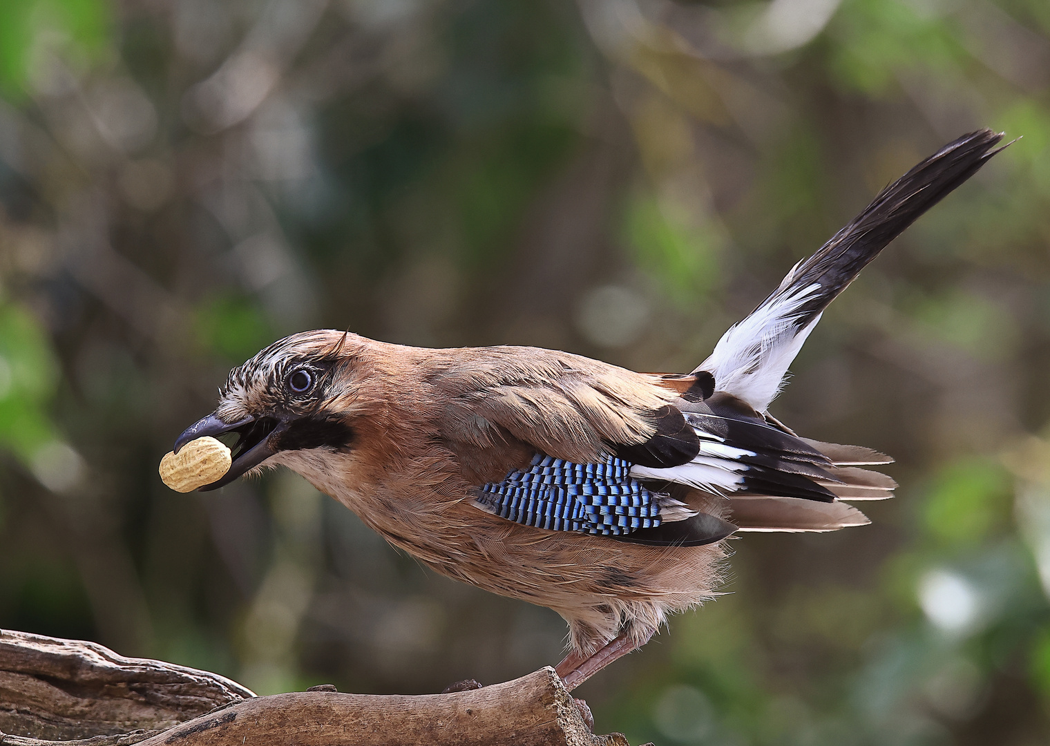 Garrulus glandarius oder Eichelhäher mit Geschenk