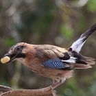 Garrulus glandarius oder Eichelhäher mit Geschenk