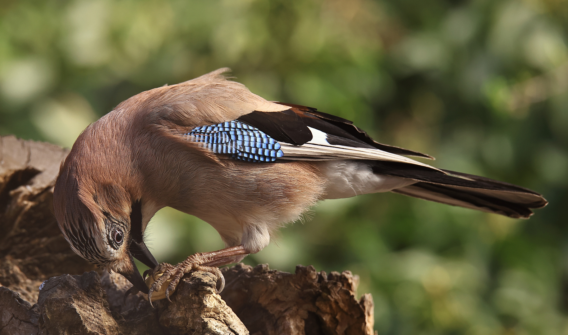 Garrulus glandarius oder Eichelhäher mit Geschenk