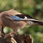 Garrulus glandarius oder Eichelhäher mit Geschenk