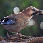 Garrulus glandarius oder Eichelhäher mit Geschenk