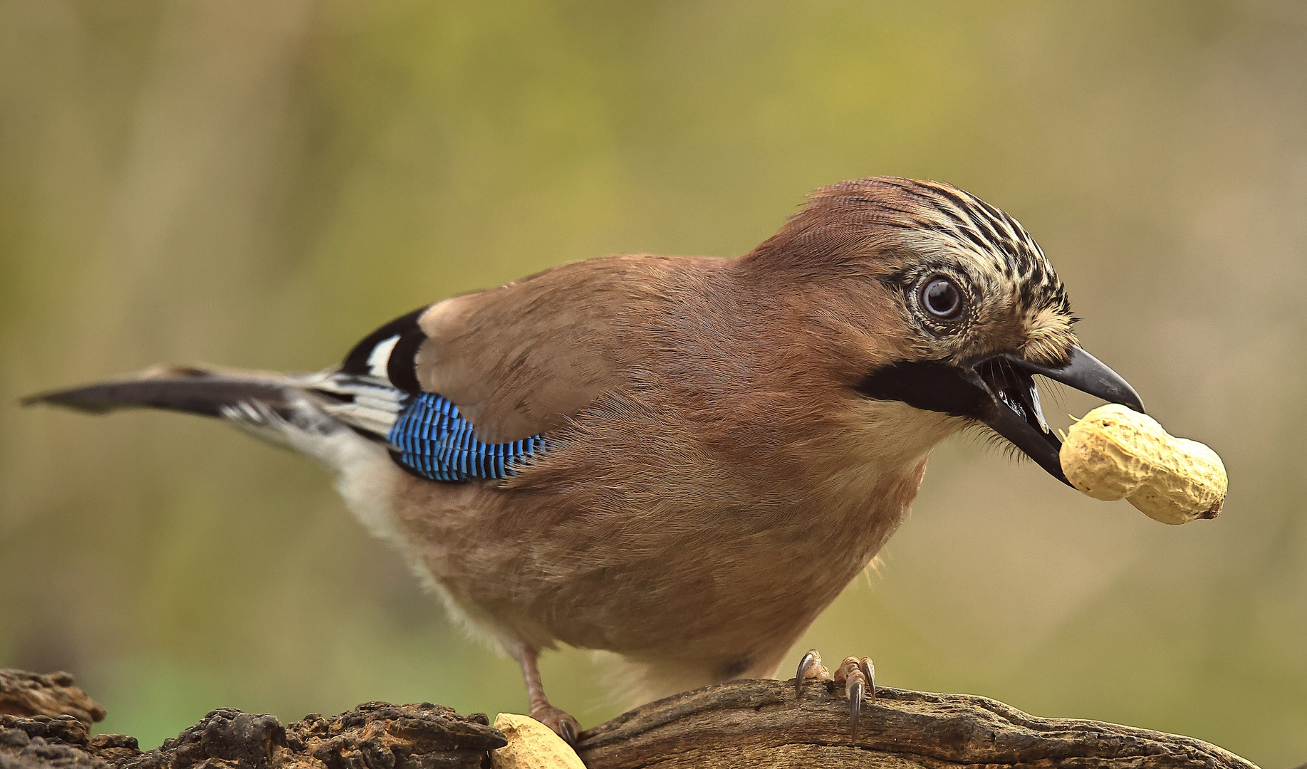 Garrulus glandarius oder Eichelhäher mit Geschenk