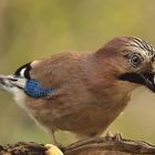 Garrulus glandarius oder Eichelhäher mit Geschenk