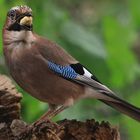 Garrulus glandarius oder Eichelhäher mit Geschenk