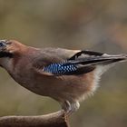 Garrulus glandarius oder Eichelhäher mit Geschenk