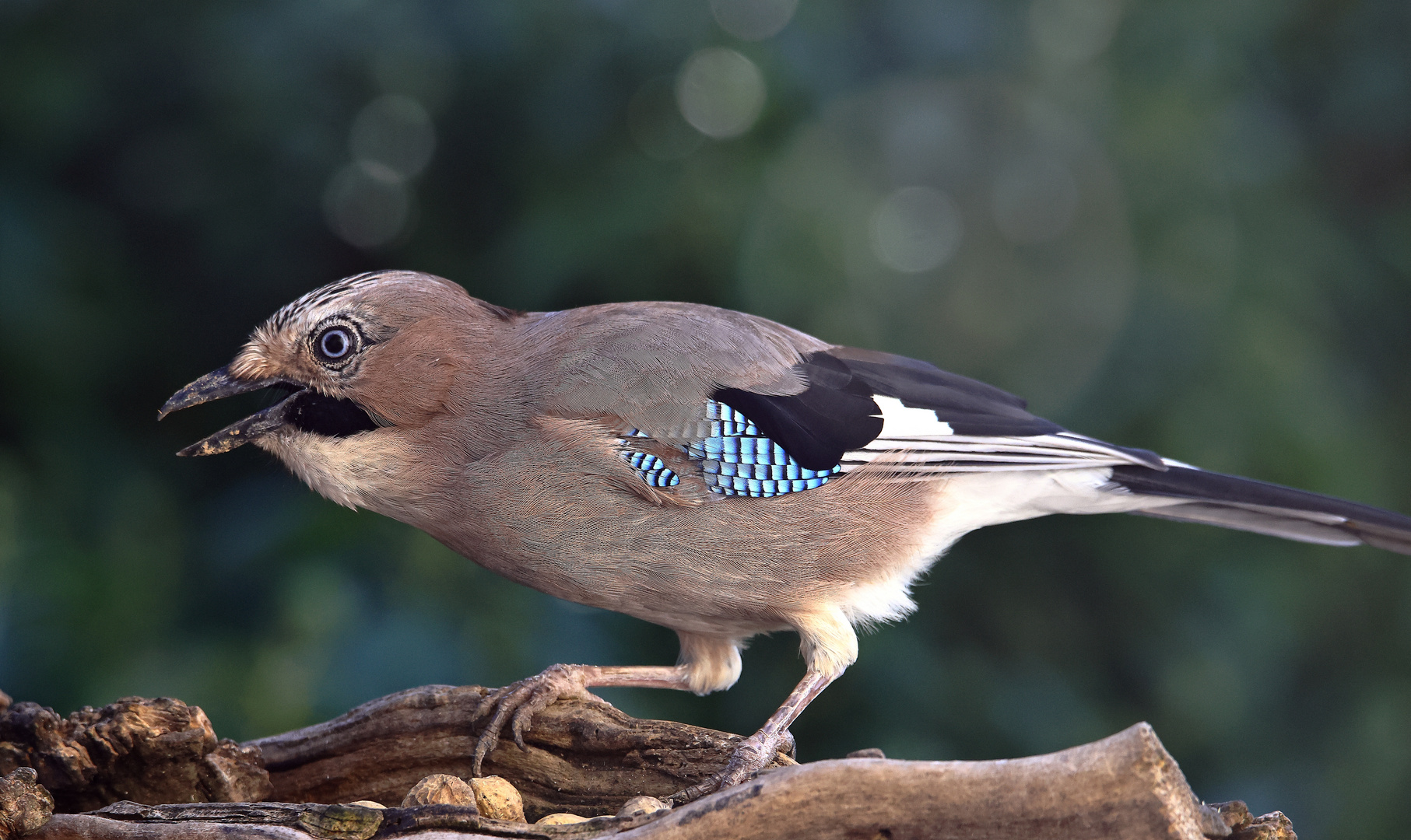 Garrulus glandarius oder Eichelhäher mit Geschenken