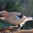 Garrulus glandarius oder Eichelhäher mit Geschenken