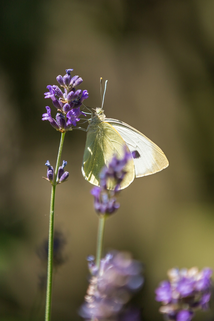 Garten 01.07.2018 #2