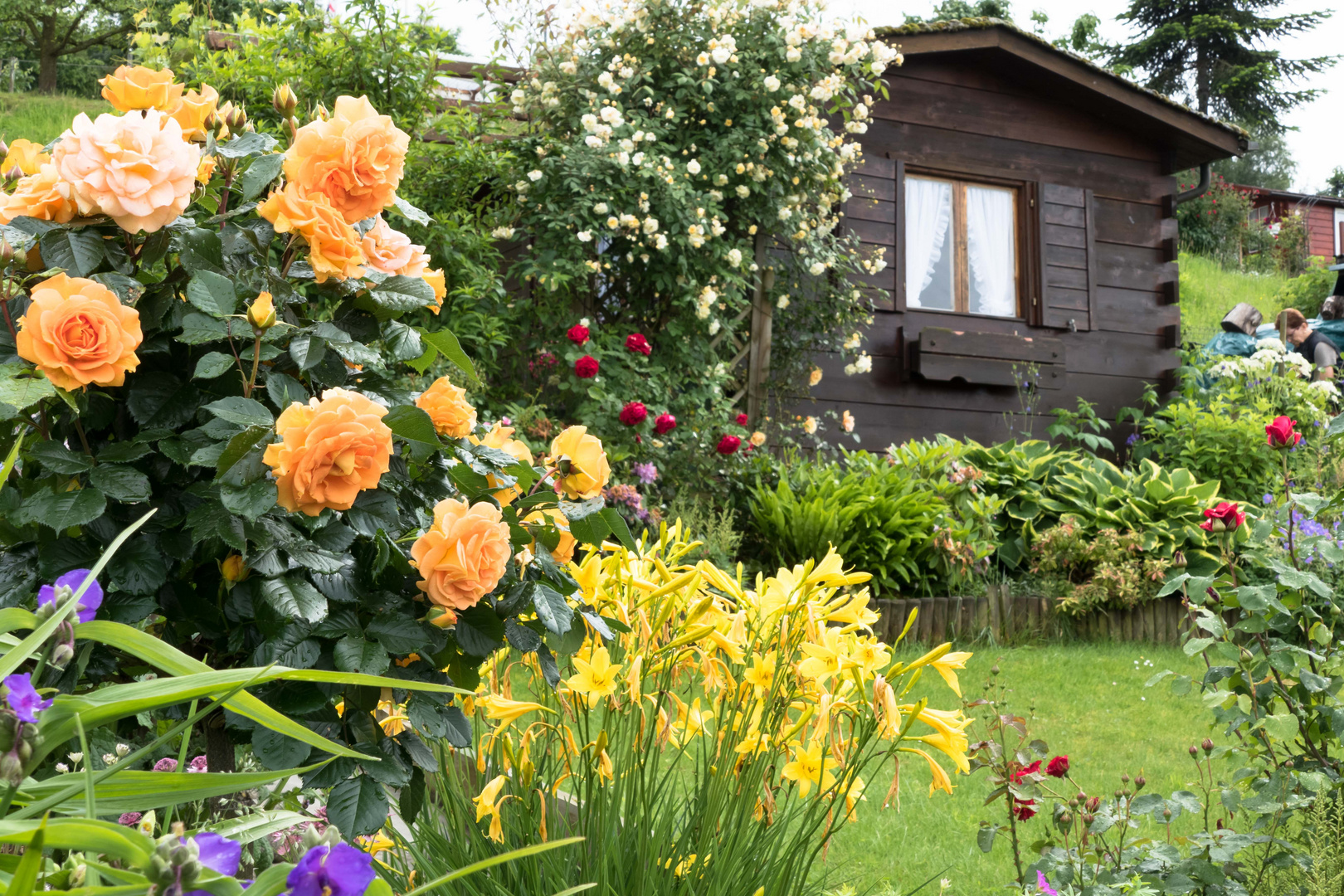 Garten 2016 (110 von 148)-HDR