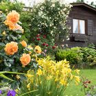 Garten 2016 (110 von 148)-HDR