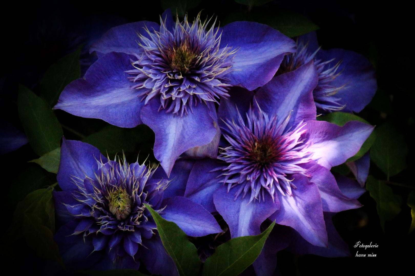 Garten 2018 Clematis