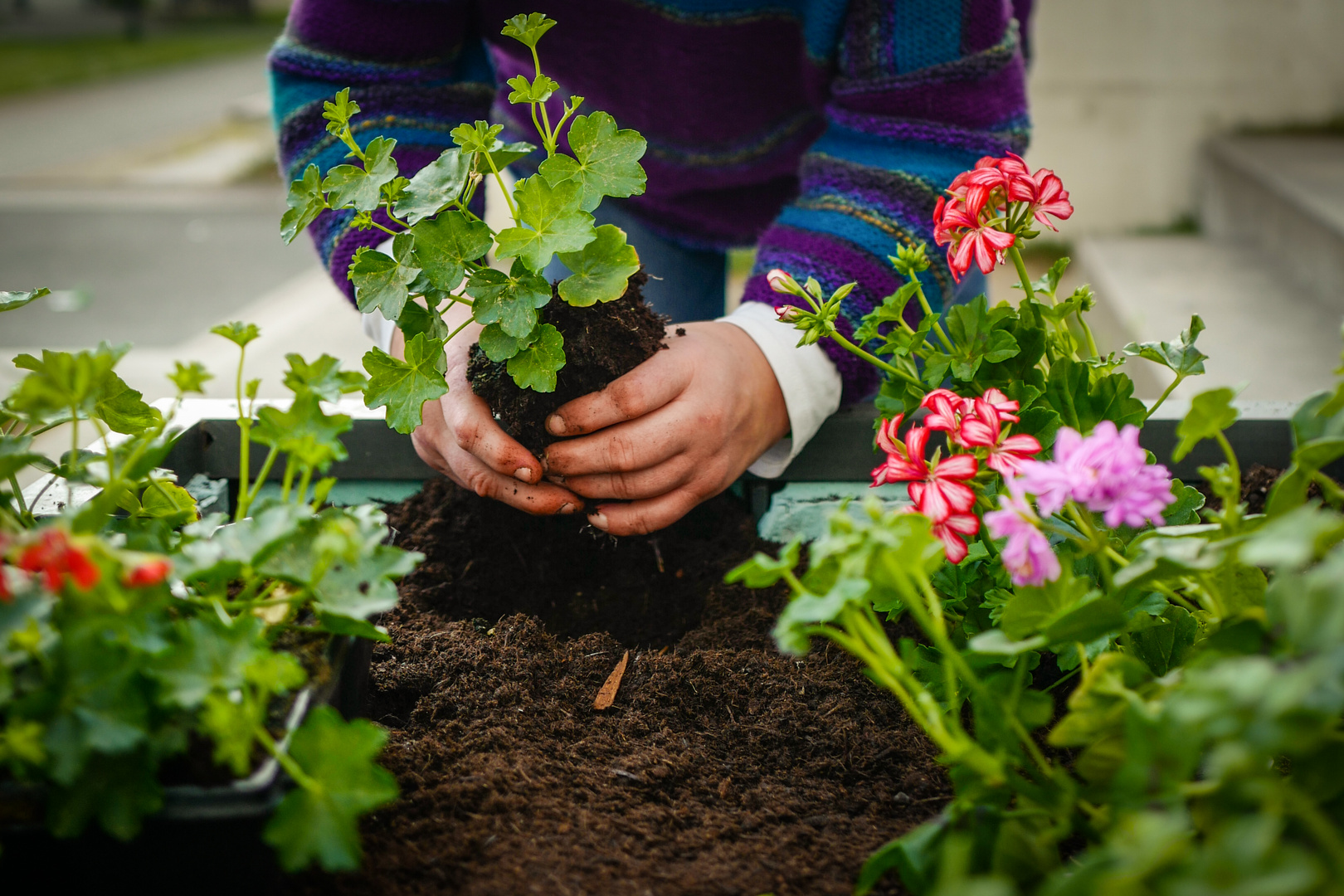 Garten Foto Bild Monatswettbewerbe 2018 07 Du Und Dein