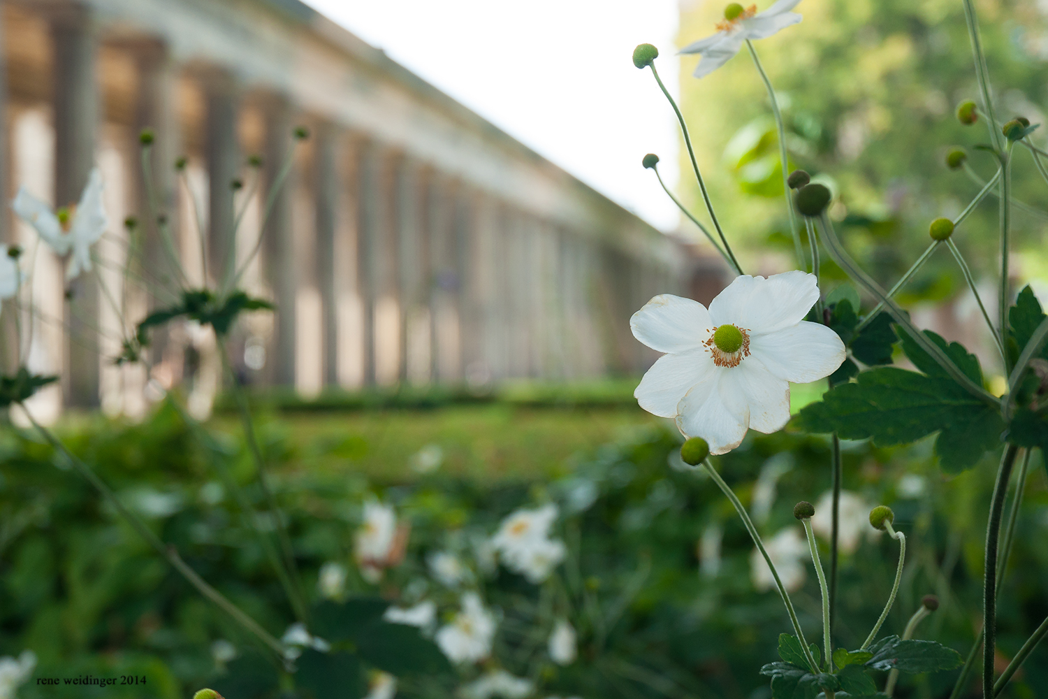 Garten alte Nationalgalerie