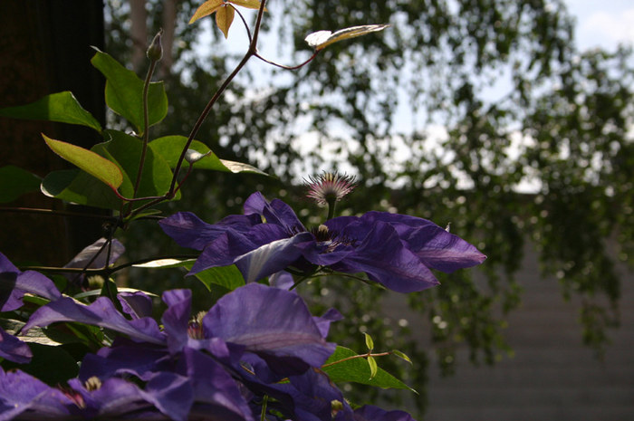 Garten am Mittag