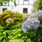 Garten an der Sieg in Blankenberg