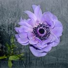 Garten-Anemone