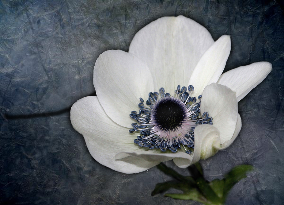 Garten-Anemone (II)