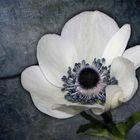 Garten-Anemone (II)